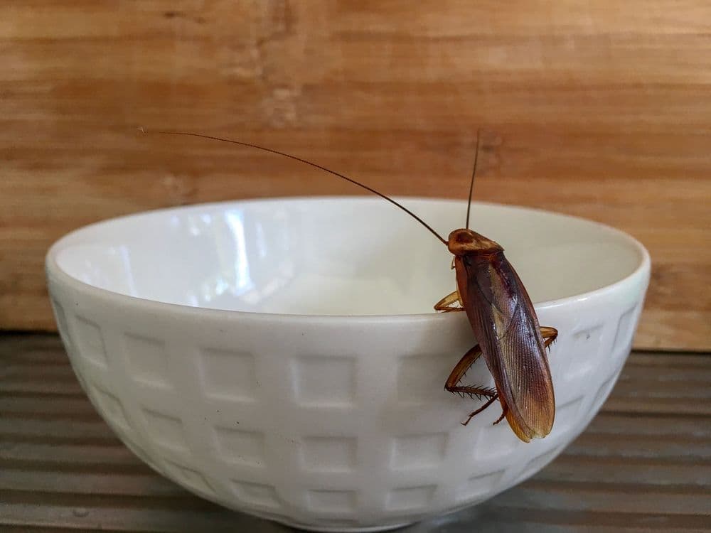 An unknown beetle on a cup