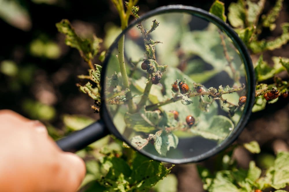 Colorado potato beetle larvae under a magnifying glass