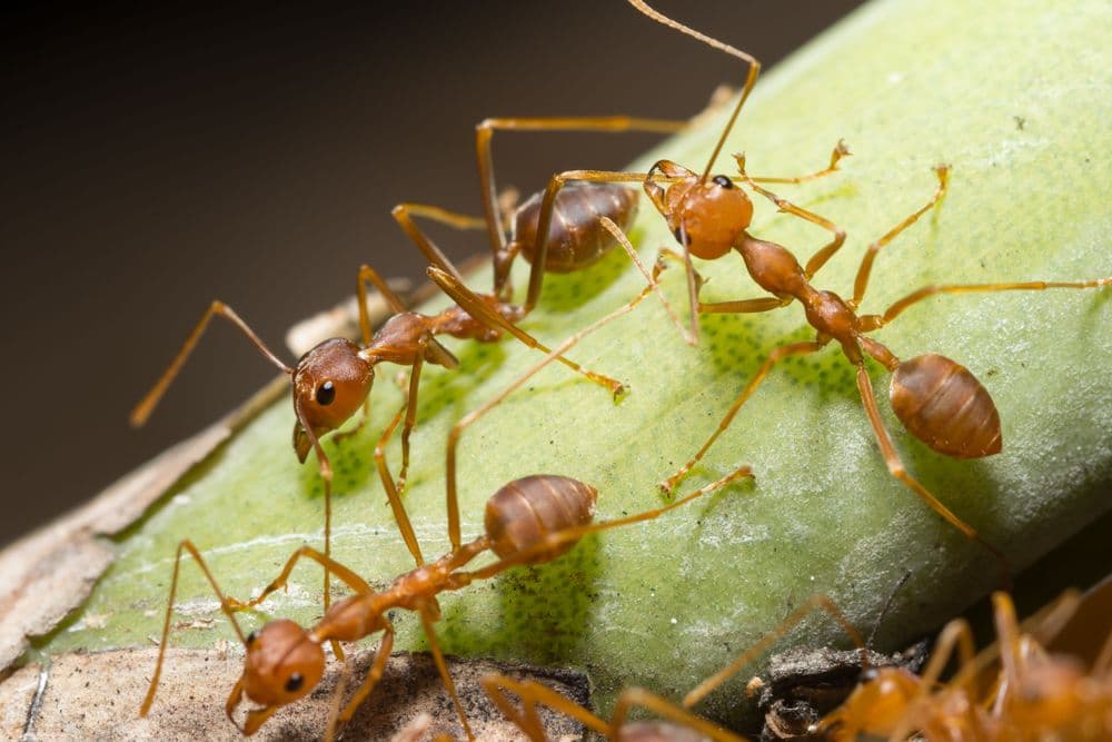 Ants on a plant stem