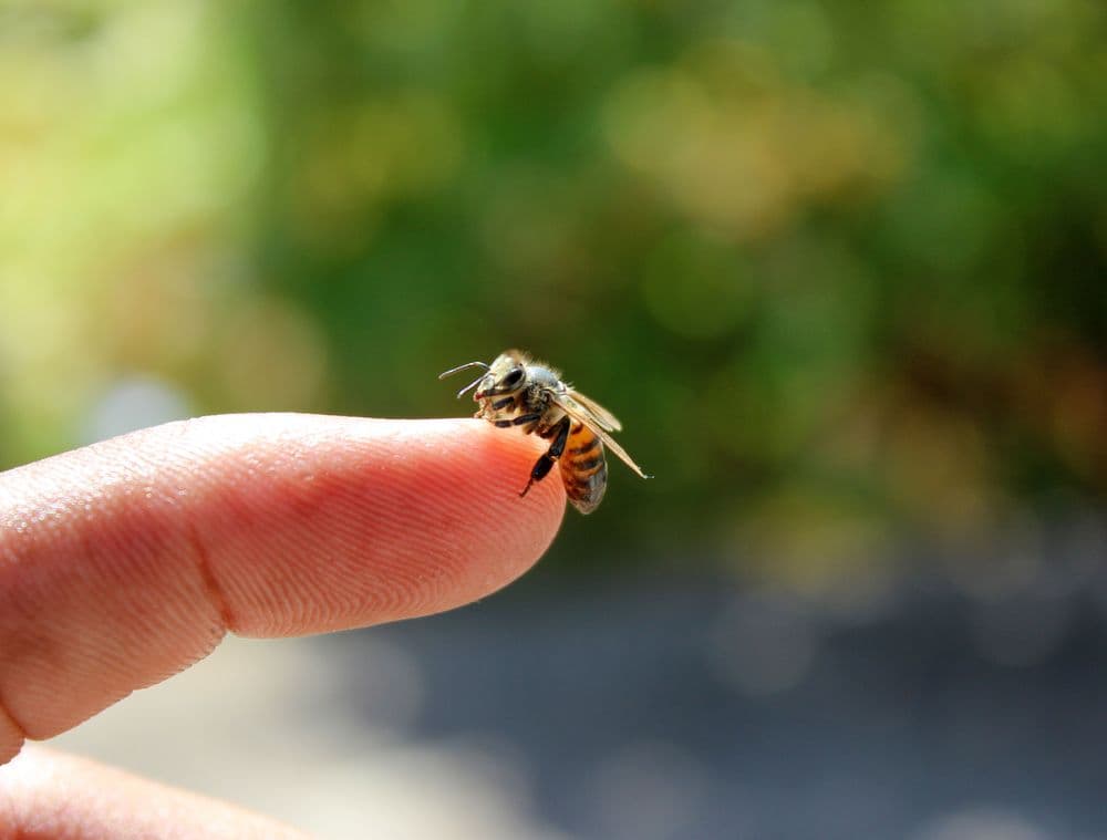 Bee on a finger