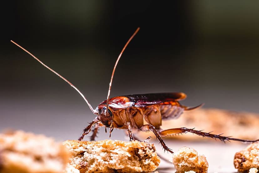 Pi Chong Insect 蚊子和蠓虫区别全指南:一眼识别家中微小飞虫