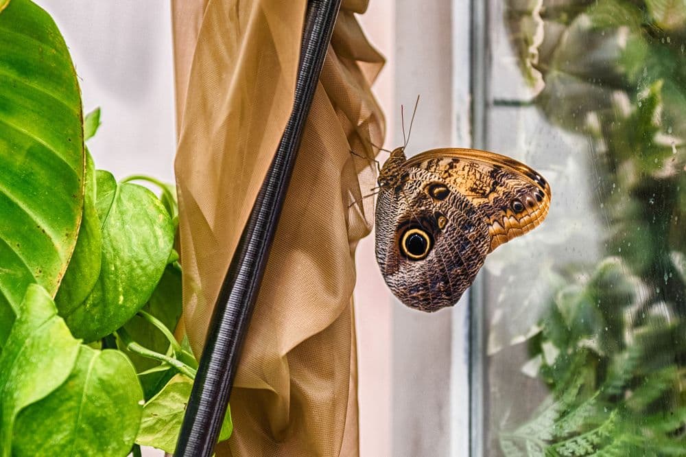 Owl butterfly on a curtain