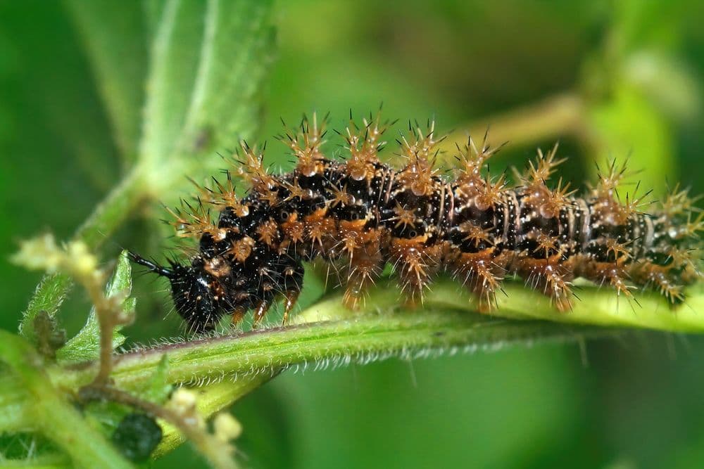 Close up spiky caterpillar