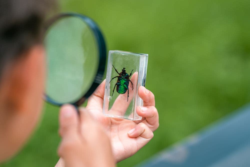 An inquisitive schoolchild examines a beetle through a magnifying glass in an open-air park