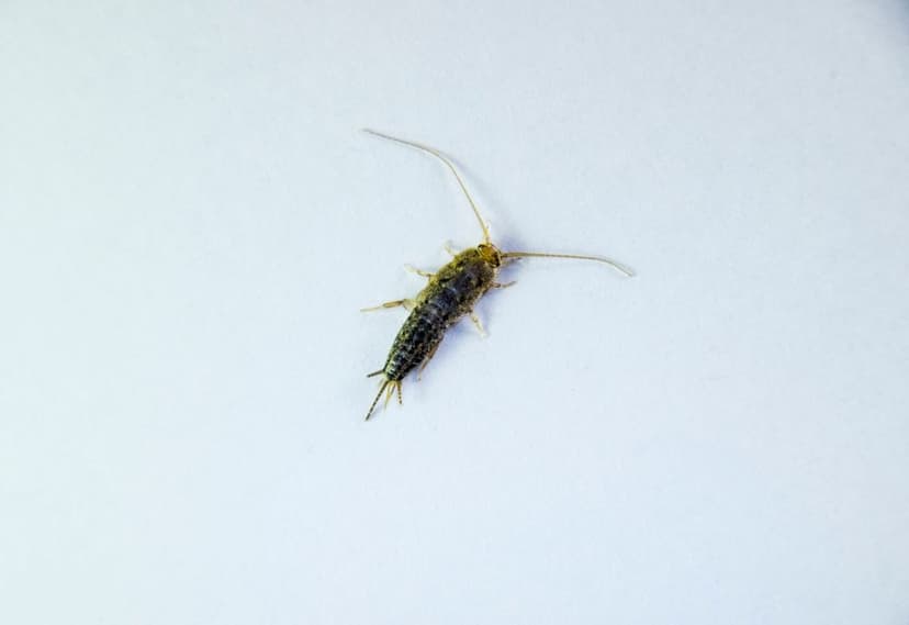Pi Chong Insect 蚊子和蠓虫区别全指南:一眼识别家中微小飞虫