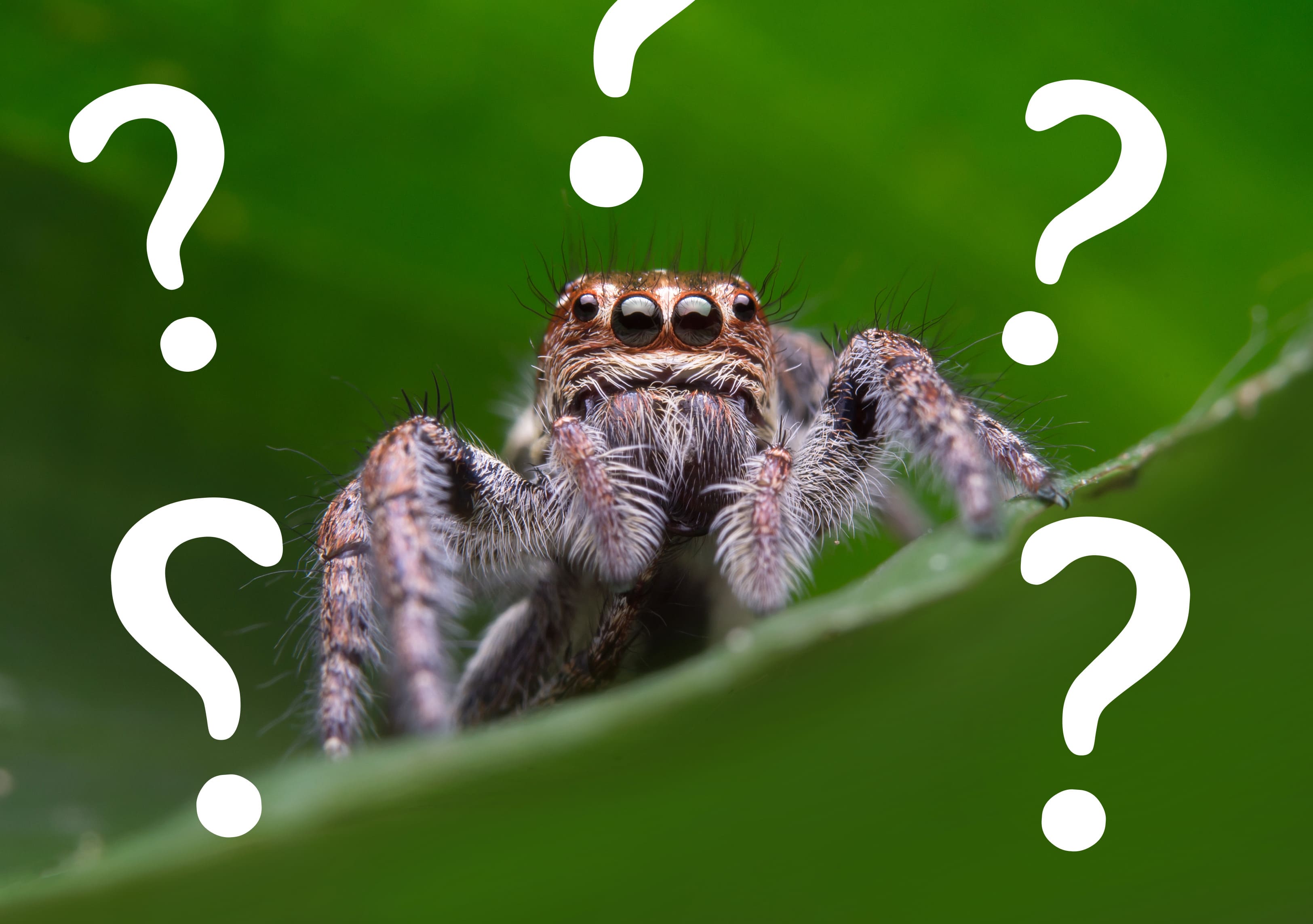 Insect Q Insect Identifier App FAQ – Answers About Our Insect Identification App