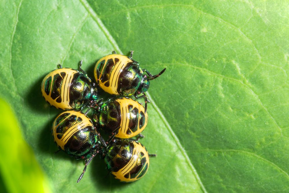 Insects Multiplying Garden pests: identify and control insects fast